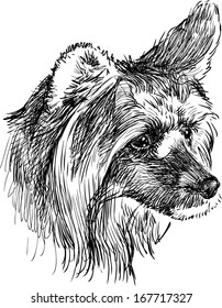 head of shaggy dog