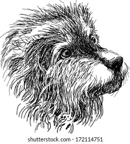 head of shaggy dog