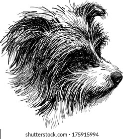 head of shaggy dog