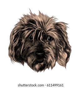 head shaggy dog funny, sketch vector graphics color picture