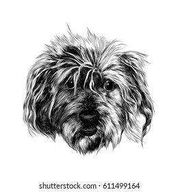 head shaggy dog funny, sketch vector graphics black and white drawing