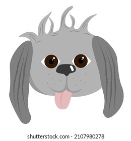 The Head Of A Shaggy Gray Dog With His Tongue Hanging Out On A White Background.