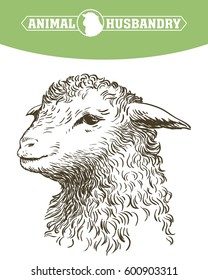 Head of a sheep. animal husbandry