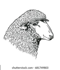 Head of sheep drawn in etching style. Farmed ruminant animal isolated on white background. Vector illustration for farm market identity, butchery and woolen products logo, advertisement, banner.