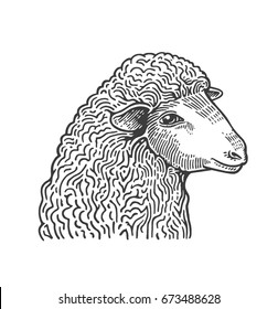 Head of sheep hand drawn in style of medieval engraving. Domestic farm animal isolated on white background. Vector illustration in monochrome colors for restaurant menu, butcher shop, website, logo.