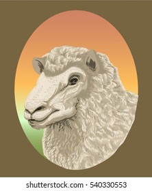 HEAD SHEEP REALISTIC COLOR VECTOR
