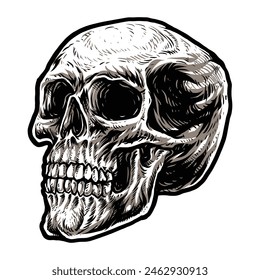 Head skull skeleton human vector illustration