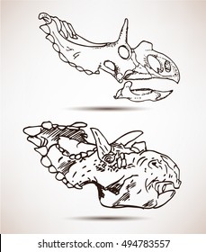 Head and skull of Triceratops. Triceratops dinosaur doodle