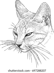 Head of a sleepy cat