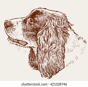 head of a spaniel