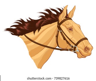 Head of stallion. Colored portrait of Buckskin horse in bridle with stretched reins and snaffle bit. Vector clip art can be used as design element for equestrian sport goods.