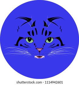 the head of a striped cat
