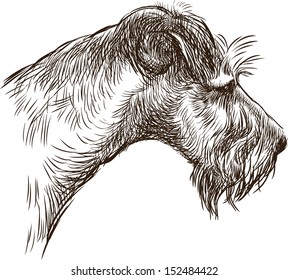 head of terrier