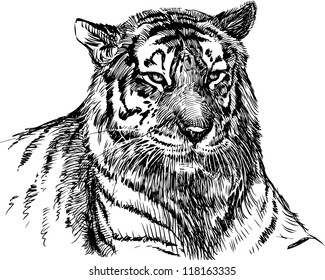 head of tiger