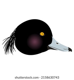 Head of a Tufted Duck bird. Aythya fuligula. Animal design. Isolated vector illustration.