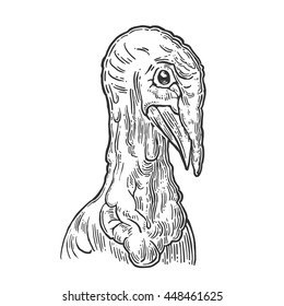 Head turkey. Hand drawn in a graphic style. Vintage vector monochrome engraving illustration for poster, web. Isolated on white background