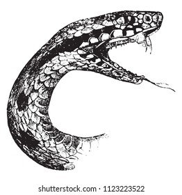 Head of the viper, showing the bifurcated tongue, small palatal teeth, vintage engraved illustration. Magasin Pittoresque 1844.
