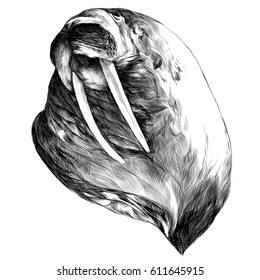 head walrus looking into the distance thick, sketch vector graphics black and white drawing