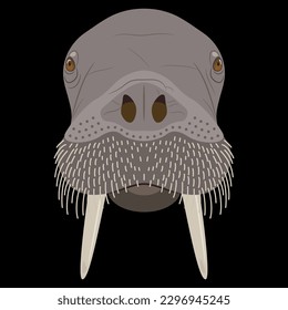 Head of a walrus. Odobenus rosmarus. Animal mask. Cartoon style. On black background.