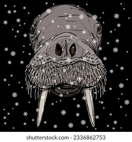 Head of a walrus under snowflakes. Odobenus rosmarus. Winter animal design. Hand drawn colorful sketch. On black background.