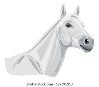 head of a white arabian horse