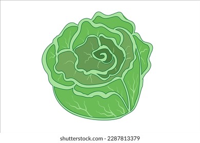 Head of white cabbage , light green color , isolated on white background . Vegetable harvest, farming, garden, seeds. Vector image, food icon