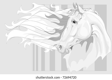 Head of white horse