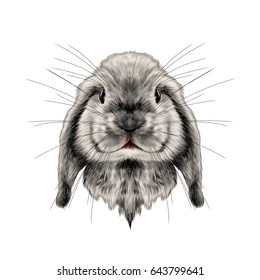 the head of the white rabbit full face symmetrical, sketch vector graphics color picture