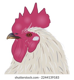 Head of a white rooster with red crest. Animal design. Isolated vector illustration.