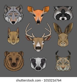 Head of wild animals set, portrait of wolf, doe, raccoon, squirrel, deer, hare, bear, badger and lynx hand drawn vector Illustrations