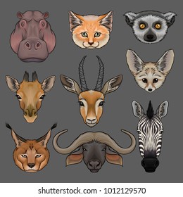 Head of wild animals set, portrait of hippo, lynx, fox, fenech, lemur, giraffe, antelope, muskox and zebra hand drawn vector Illustrations