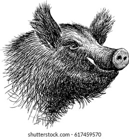 head of a wild boar