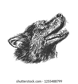 Head wolf. Monochrome hand drawing. Graphic sketch vector