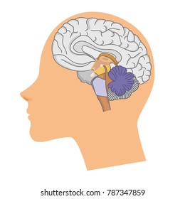 head of a woman with a brain in a cut  on white background. 