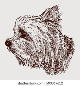 head of a yorkshire terrier