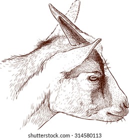 head of young goat