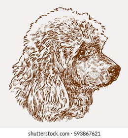 head of a young poodle