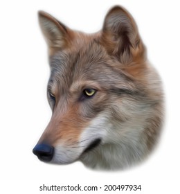 The head of a young wolf female, isolated on white background. Side face portrait of a forest dangerous beast, Canis lupus lupus. Beauty of the wildlife. Amazing vector image in oil painting style.