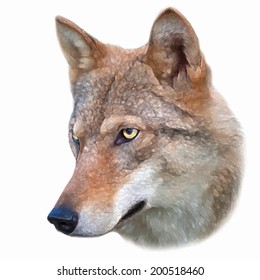 The head of a young wolf female, isolated on white background. Side face portrait of a forest dangerous beast, Canis lupus lupus. Beauty of the wildlife. Amazing vector image like oil painting.