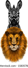 the head Zebra and lion animals in the tropics