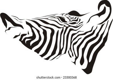 Head of a zebra on a white background