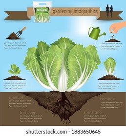 Headed cabbage growing process as infographic template, The process of growing white cabbage