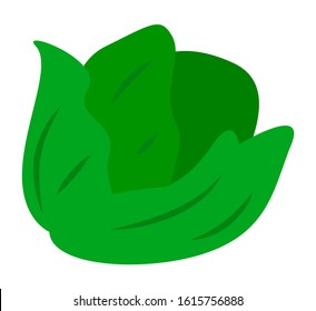 Headed cabbage isolated on white background. Fresh and organic cole from farm or market used for cooking meals like salad. Vegetarian ingredient colewort. Vector illustration of green vegetable