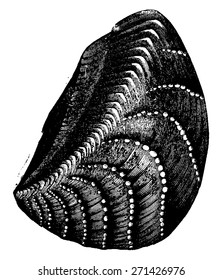 Headless mollusks and gastropods from the Jurassic period, vintage engraved illustration. Earth before man 1886.