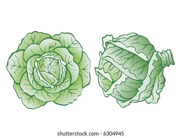 heads of cabbage-vector realistic illustration for food designs