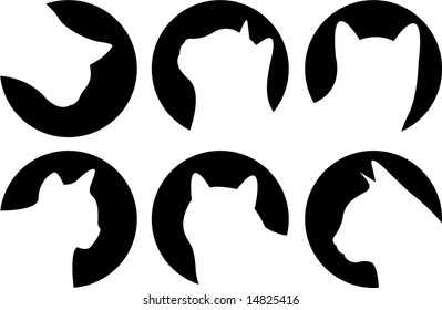 Heads of cats