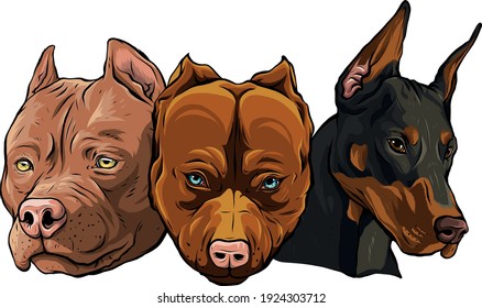 Kopf der Hunde Pitbull dobermann Bulldog Vektor