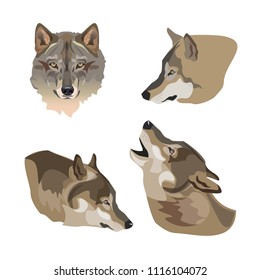 Heads of gray wolves. Set of vector illustration on white background