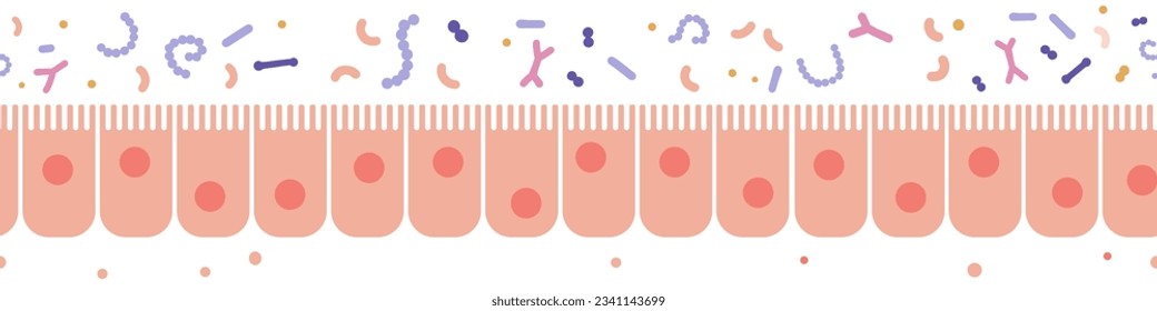 Healhy Epithelial cell seamless border, science and medical biology. Microbiology structure. Human good guts microbiome. Flat vector illustration.