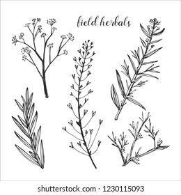 Healing field herb plants isolated on white background. Laurels and twigs for your design.